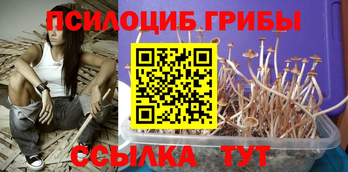 Кириши  Псилоцибиновые грибы Magic Shrooms  Вход с VPN  Псилоцибиновые грибы GOLDEN TEACHER 